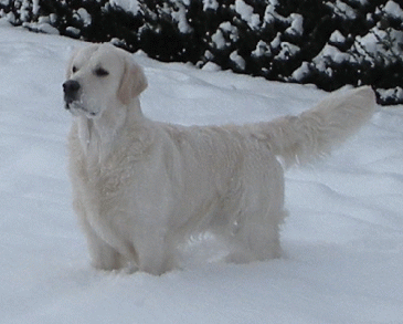 doo zima2010