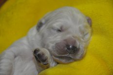 DSC 0556zl